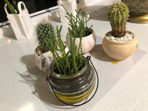 Succulents with Decorative Pots Versatileandeasy